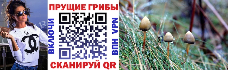 OMG ссылка  купить наркотики цена  Дмитровск  Псилоцибиновые грибы GOLDEN TEACHER 